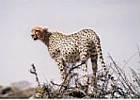 kenia 13