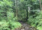 IMG 0240  Harz juli 2015